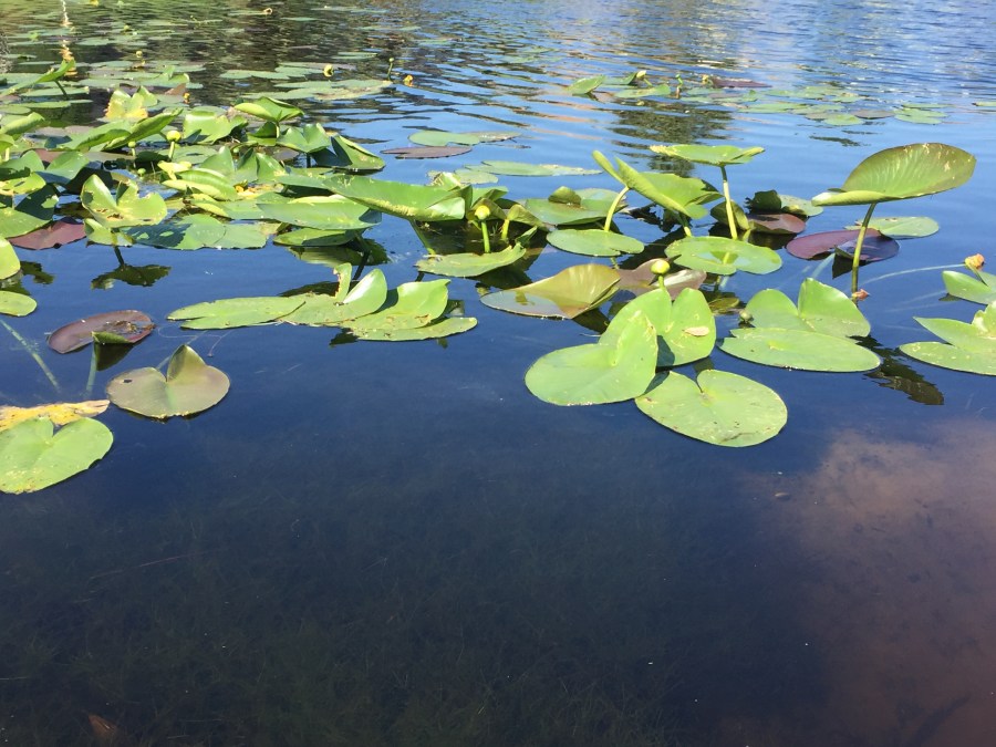 Floating lilypad. Hannah Lyles.