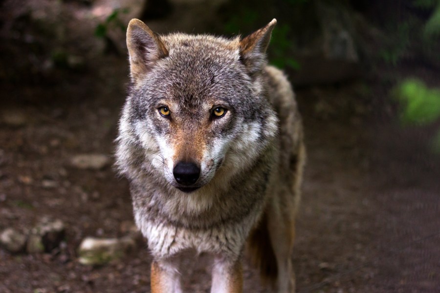 Female Wolf
