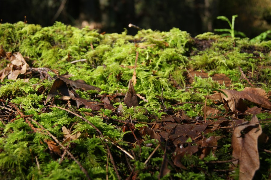 Life is Many Things Hannah Lyles