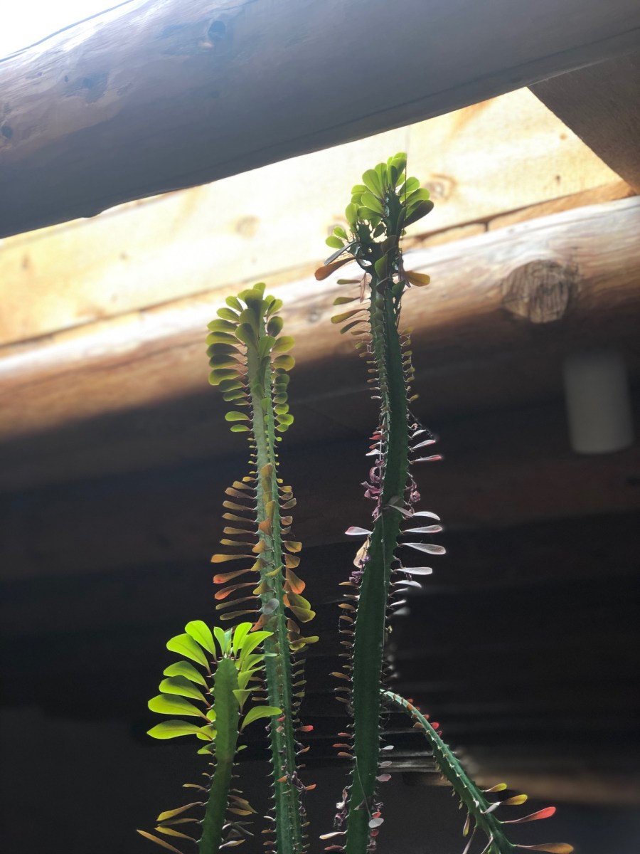 My Journey as a Plant - Hannah Lyles - Life is Many Things